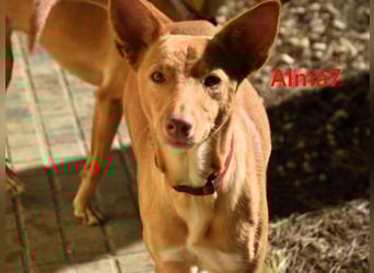 Alma7 geb. 06/2024 (ESP) - sanfte und sehr liebe Podenca!