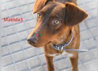 Matilda3 geb. 08/2024 (ESP) - liebenswerte, fröhliche und freundliche Podenca!
