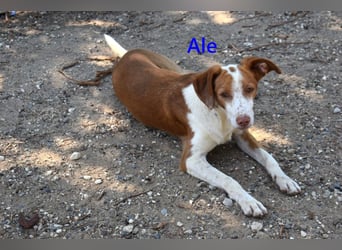 Ale, geb. 04/2021 (ESP) Freundlicher und Verschmuster Rüde sucht sein Glück