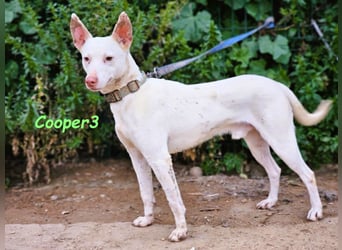 Cooper3 geb. 03/2022 (ESP) - lieber, aktiver und anhänglicher Podenco-Bub sucht ein Zuhause!