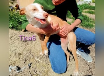 Tina6 geb. 09/2023 (ESP) - aktive, fröhliche, edle und sehr liebe Podenca sucht ein Zuhause!