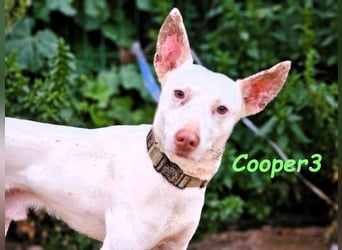 Cooper3 geb. 03/2022 (ESP) - lieber, aktiver Podenco der Kinder liebt!