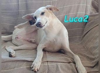 Luca2 geb. 01/2026 (ESP) - wunderschöner Podencojunge sucht dringend einen Platz!