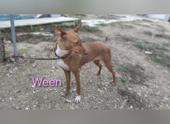 Ween geb. 10/2023 (ESP) - verschmuste und fröhliche Podenco Hündin sucht ihr Für-immer-Zuhause!