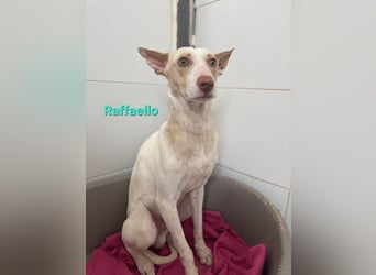 Raffaello geb. 02/2024 (ESP) - feiner, sensibler Podenco sucht sein Körbchen!