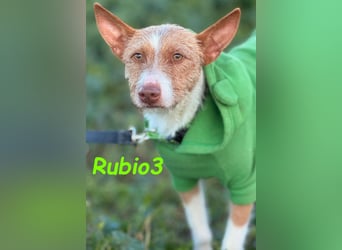 Rubio3 geb. 12/2024 (ESP) - freundlicher, kleiner Podenco-Rüde sucht sein Körbchen!