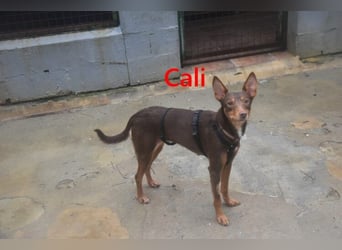 Cali geb. 05/2024 (ESP) - sehr süße, freundliche und menschenbezogene Podenco Orito Hündin!