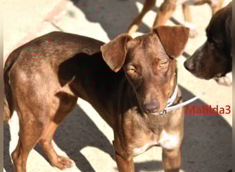 Matilda3 geb. 08/2024 (ESP) - liebenswerte, fröhliche und freundliche Podenca!