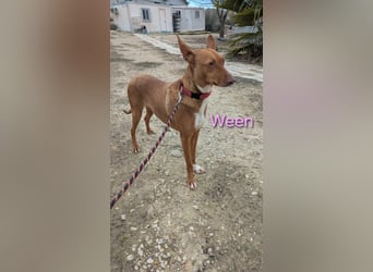 Ween geb. 10/2023 (ESP) - verschmuste und fröhliche Podenco Hündin sucht ihr Für-immer-Zuhause!