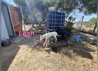 Leah geb. 07/2025 (ESP) - unkompliziert und wahnsinnig süß!