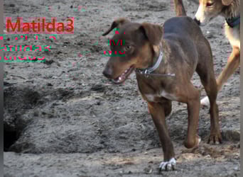 Matilda3 geb. 08/2024 (ESP) - liebenswerte, fröhliche und freundliche Podenca!