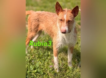 Rubio3 geb. 12/2024 (ESP) - freundlicher, kleiner Podenco-Rüde sucht sein Körbchen!