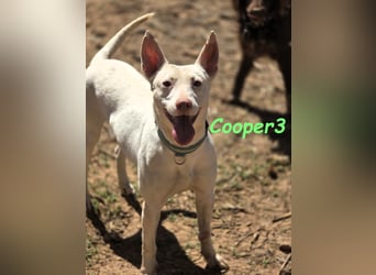 Cooper3 geb. 03/2022 (ESP) - lieber, aktiver und anhänglicher Podenco-Bub sucht ein Zuhause!