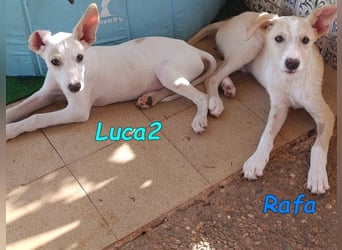 Luca2 geb. 01/2026 (ESP) - wunderschöner Podencojunge sucht dringend einen Platz!