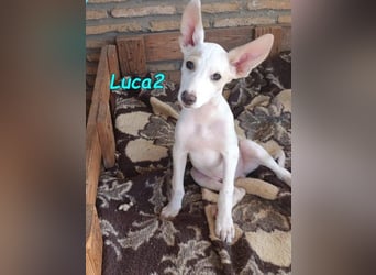 Luca2 geb. 01/2026 (ESP) - wunderschöner Podencojunge will ankommen!