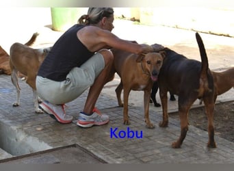 Kobu geb. 08/2023 (ESP) - menschenbezogener, wundervoller Podenco!
