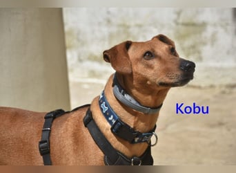 Kobu geb. 08/2023 (ESP) - menschenbezogener, wundervoller Podenco!