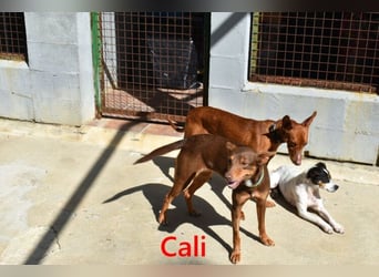 Cali geb. 05/2024 (ESP) - sehr süße, freundliche und menschenbezogene Podenco Orito Hündin!