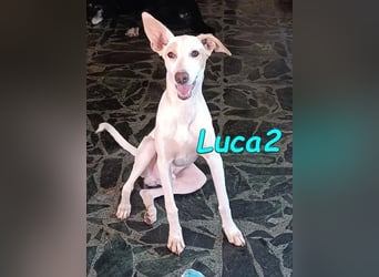 Luca2 geb. 01/2026 (ESP) - wunderschöner Podencojunge sucht dringend einen Platz!