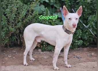 Cooper3 geb. 03/2022 (ESP) - lieber, aktiver und anhänglicher Podenco-Bub sucht ein Zuhause!