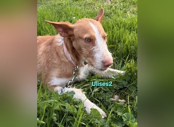 Ulises2 geb. 05/2025 (ESP) - fröhlicher und menschenbezogener Podenco sucht eine Familie!
