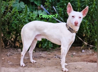 Cooper3 geb. 03/2022 (ESP) - lieber, aktiver und anhänglicher Podenco-Bub sucht ein Zuhause!