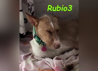 Rubio3 geb. 12/2024 (ESP) - freundlicher, kleiner Podenco-Rüde sucht sein Körbchen!