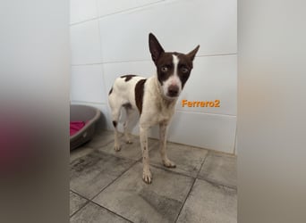 Ferrero geb. 05/2024 (ESP) - ausgeglichener, aufmerksamer Podenco!
