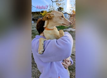Nala7 geb. 11/2024 (ESP) - fröhliche und verschmuste Podenco Maus sucht ihre eigene Familie!