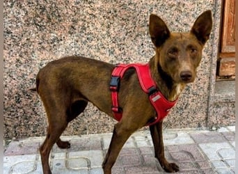 Esperanza geb. 10/2023 (ESP) - menschenbezogene und liebevolle kleine Podenca wartet auf Dich!