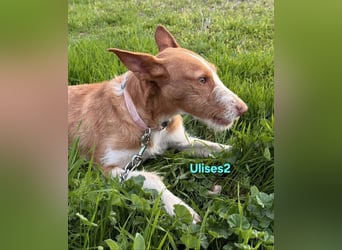 Ulises2 geb. 05/2025 (ESP) - fröhlicher und menschenbezogener Podenco Welpe sucht eine Familie!