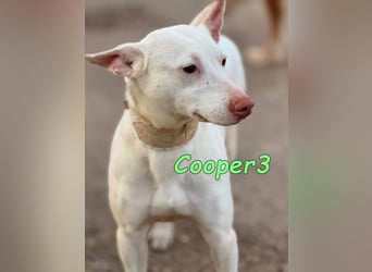Cooper3 geb. 03/2022 (ESP) - lieber, aktiver und anhänglicher Podenco-Bub sucht ein Zuhause!