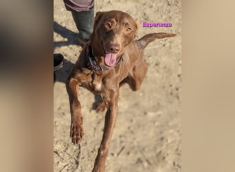 Esperanza geb. 10/2023 (ESP) - menschenbezogene und liebevolle kleine Podenca wartet auf Dich!