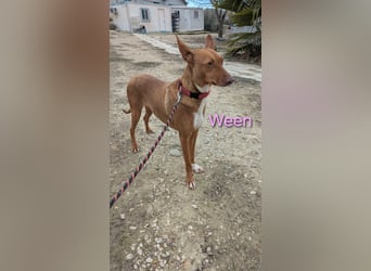 Ween geb. 10/2023 (ESP) - bildhübsche, verschmuste und fröhliche Podenca!