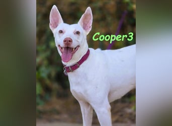 Cooper3 geb. 03/2022 (ESP) - lieber, aktiver und anhänglicher Podenco-Bub sucht ein Zuhause!