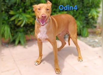 Odin4 geb. 01/2024 (ESP) - liebenswerter, edler und sanfter Podenco!