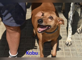 Kobu geb. 08/2023 (ESP) - menschenbezogener, wundervoller Podenco!