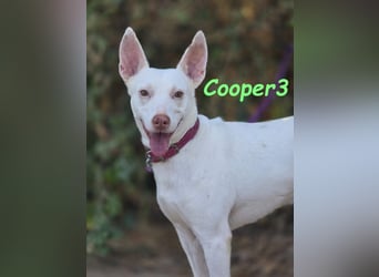 Cooper3 geb. 03/2022 (ESP) - lieber, aktiver und anhänglicher Podenco-Bub sucht ein Zuhause!