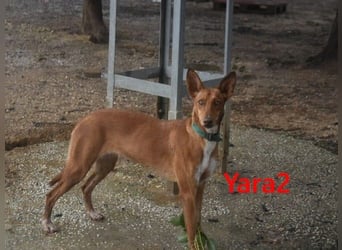 Yara2 geb. 05/2025 (ESP) - verspielte, wunderschöne Podenca sucht ihr Zuhause!