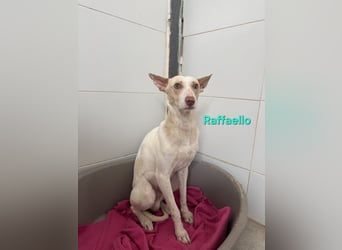 Raffaello geb. 02/2024 (ESP) - feiner, sensibler Podenco sucht sein Körbchen!