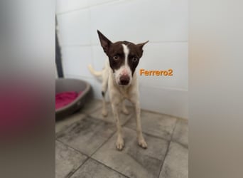 Ferrero geb. 05/2024 (ESP) - ausgeglichener, aufmerksamer Podenco!