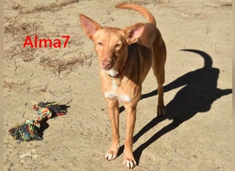 Alma7 geb. 06/2024 (ESP) - sanfte und sehr liebe Podenca!