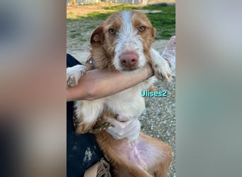 Ulises2 geb. 05/2025 (ESP) - fröhlicher und menschenbezogener Podenco Welpe sucht eine Familie!