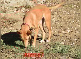 Alma7 geb. 06/2024 (ESP) - sanfte und sehr liebe Podenca!