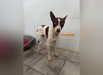 Ferrero geb. 05/2024 (ESP) - ausgeglichener, aufmerksamer Podenco!