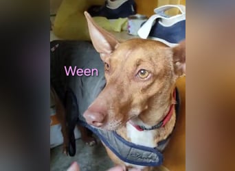 Ween geb. 10/2023 (ESP) - bildhübsche, verschmuste und fröhliche Podenca!