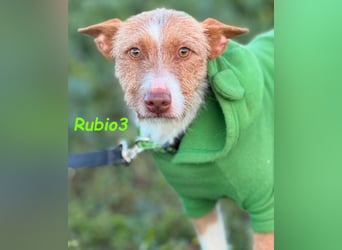 Rubio3 geb. 12/2024 (ESP) - freundlicher, kleiner Podenco-Rüde sucht sein Körbchen!