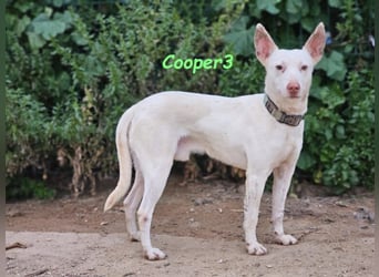 Cooper3 geb. 03/2022 (ESP) - lieber, aktiver und anhänglicher Podenco-Bub sucht ein Zuhause!