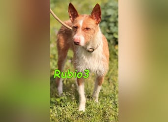 Rubio3 geb. 12/2024 (ESP) - freundlicher, kleiner Podenco-Rüde sucht sein Körbchen!