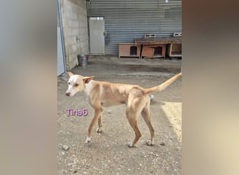 Tina6 geb. 09/2023 (ESP) - aktive, fröhliche, edle und sehr liebe Podenca sucht ein Zuhause!